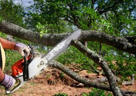 Best Hazardous Tree Removal  in Raoul, GA