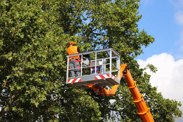 Best Leaf Removal  in Raoul, GA