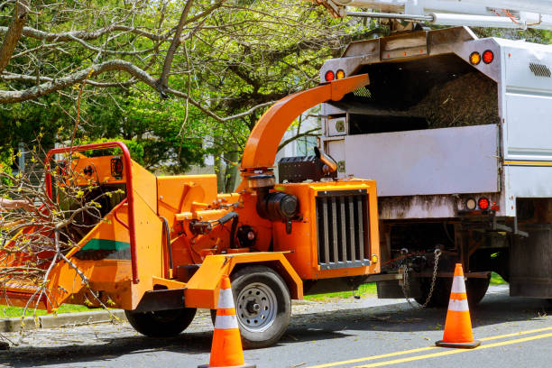 Best Tree Disease Treatment  in Raoul, GA